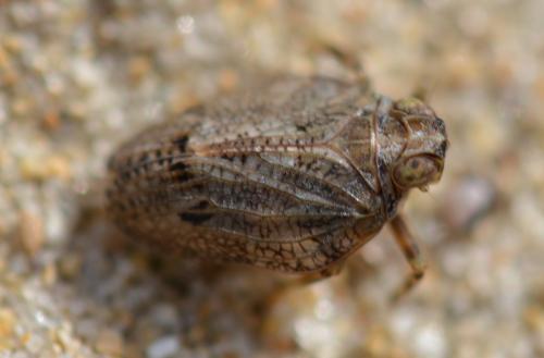 Issus coleoptratus
